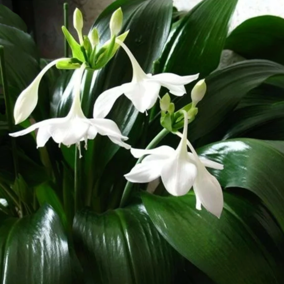 Эухарис грандифлора