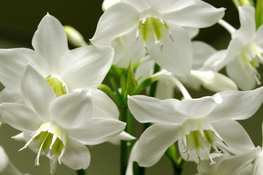 Лилия (Амазонская Лилия эухарис)