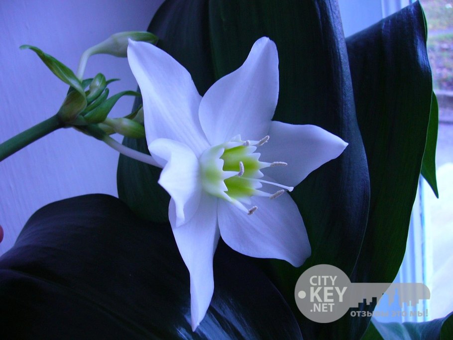 Лилия домашний цветок эухарис