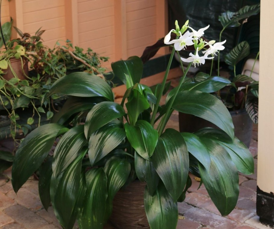 Эухарис растение