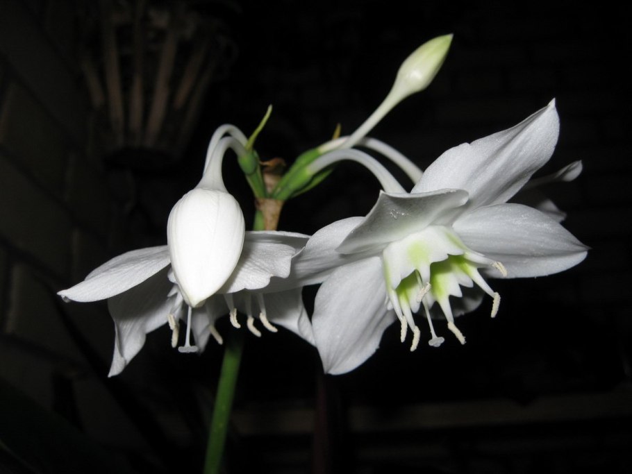 Эухарис Амазонская Лилия