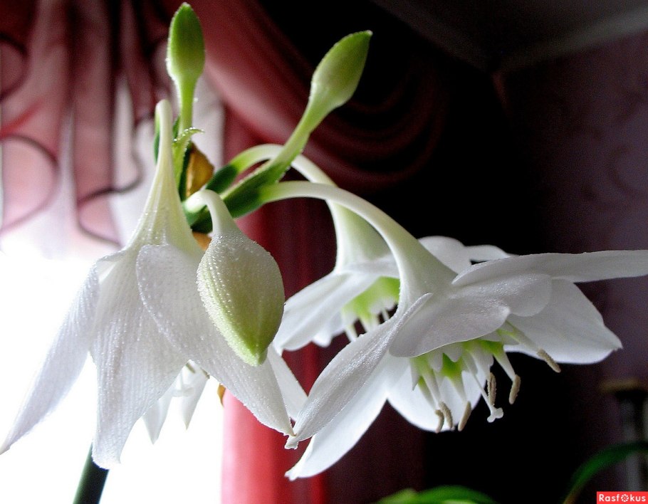 Цветок эухарис