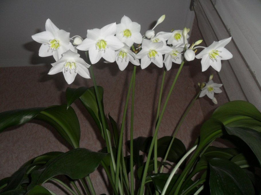 Комнатный цветок эухарис