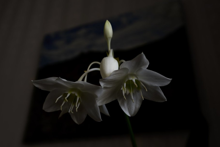 Эухарис цветок