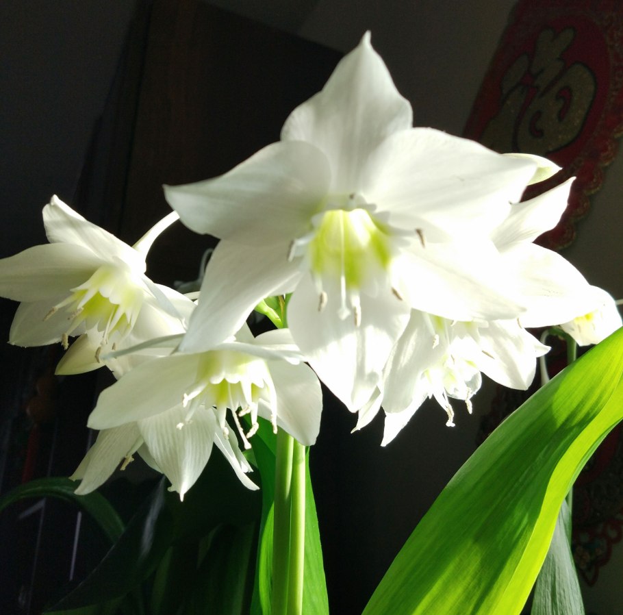 Эухарис амазонская лилия