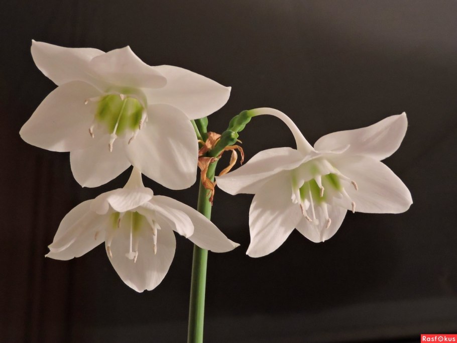 Эухарис Амазонская Лилия комнатный