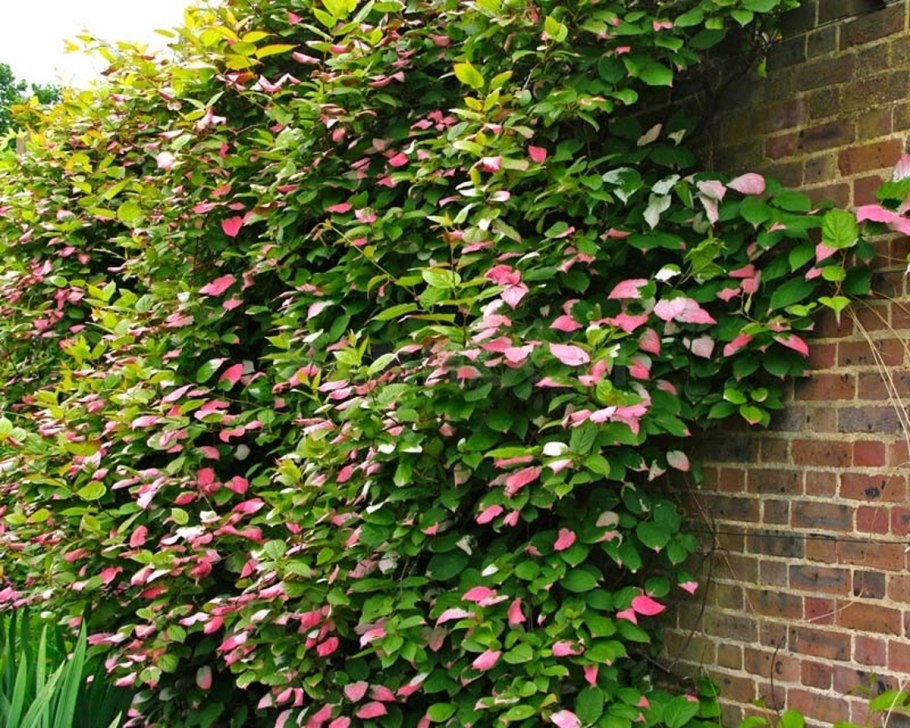 Актинидия коломикта Лакомка