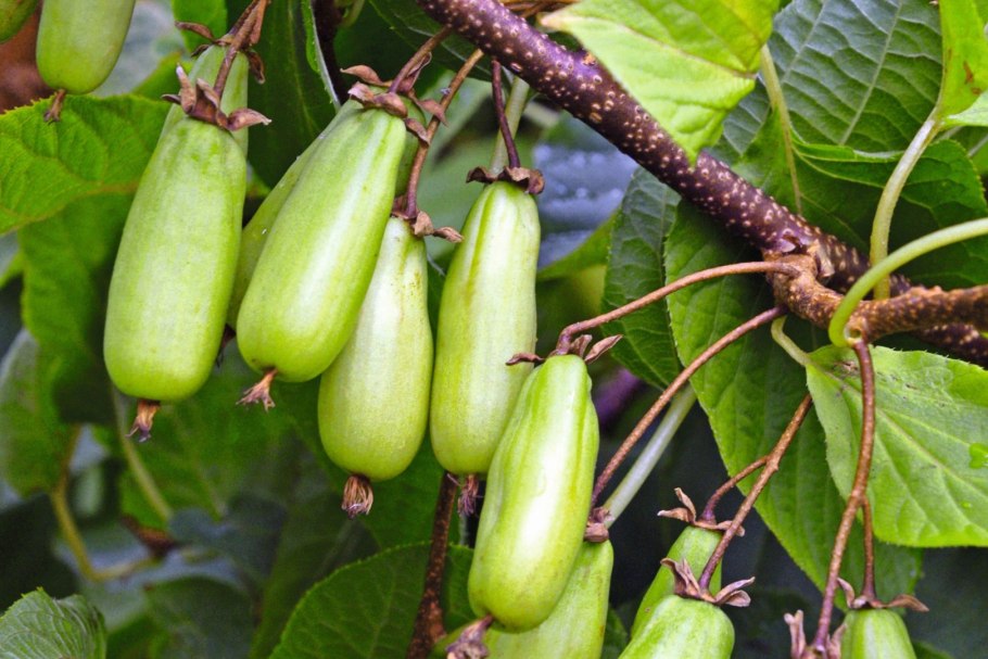 Актинидия аргута Кокува