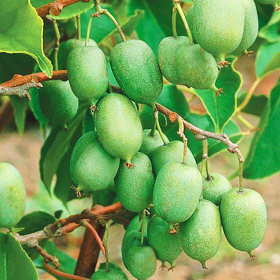 Актинидии аргута