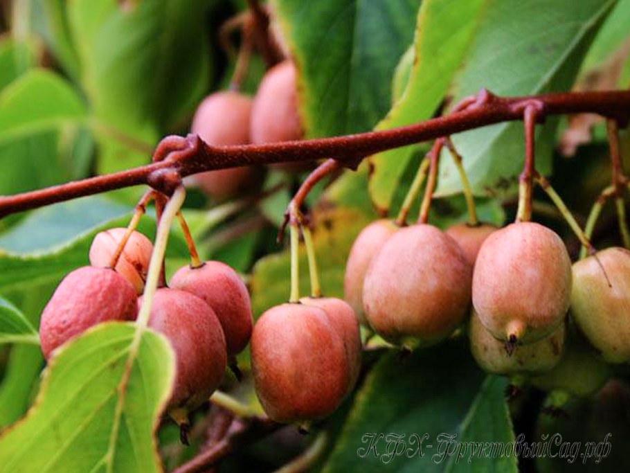 Дальневосточный кишмиш актинидия