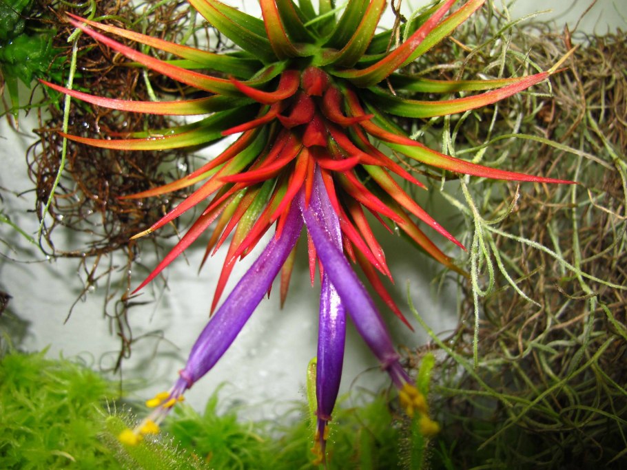 Тилландсия ionantha Fuego