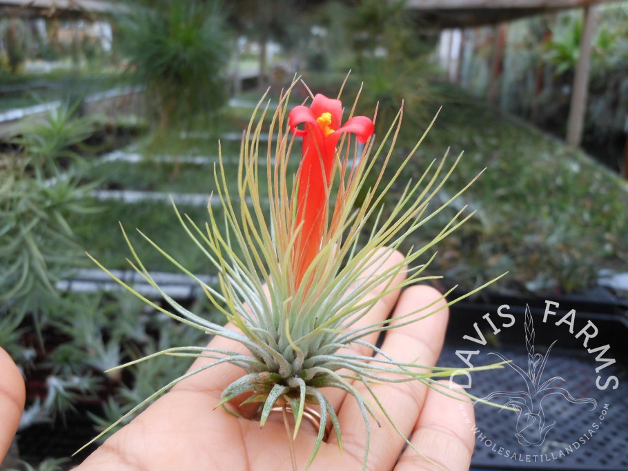 Бромелия Тилландсия