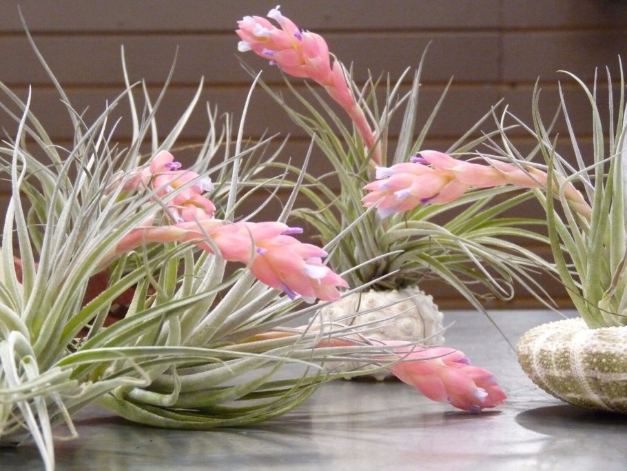 Тилландсия "curly Leaf"