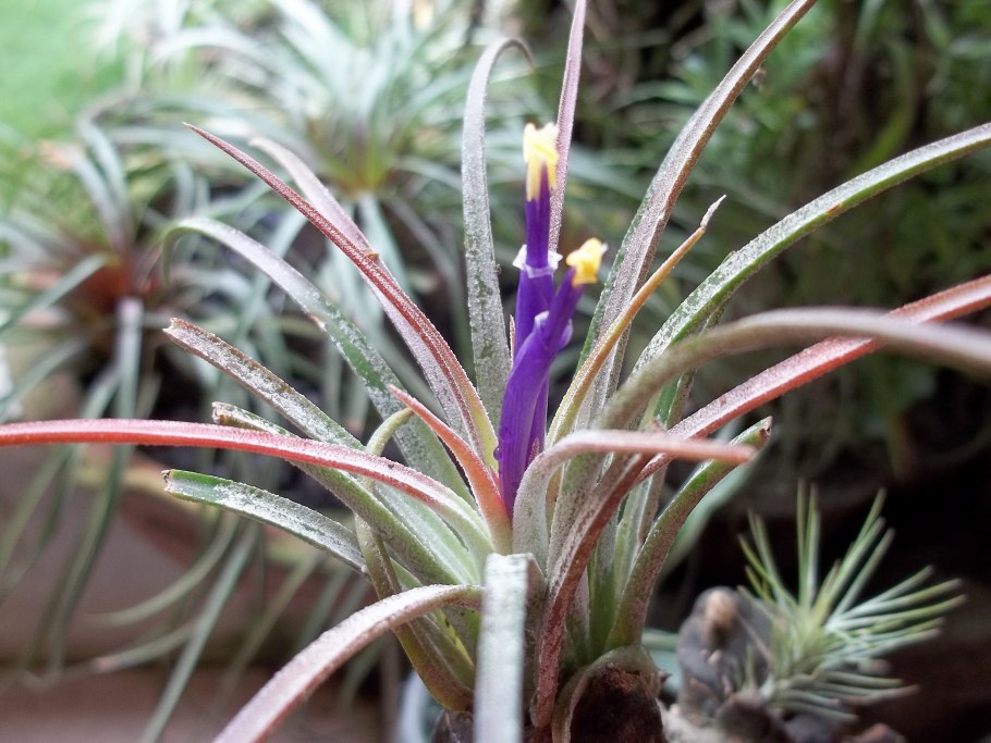 Тилландсия Джози