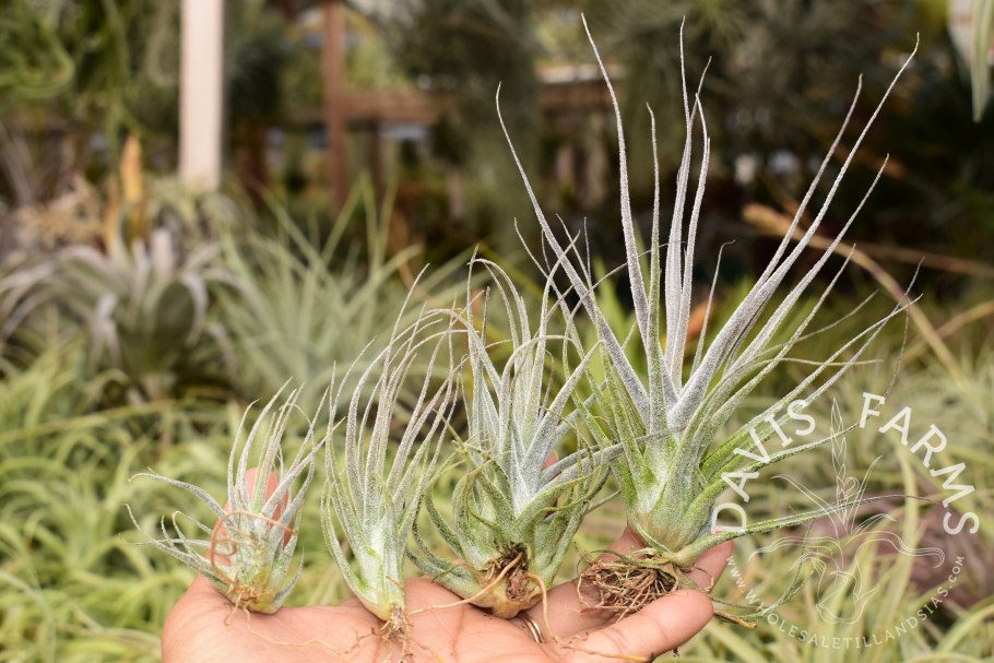 Tillandsia geissei