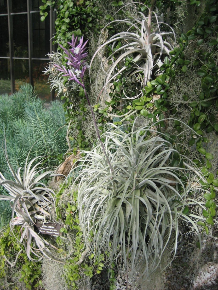 Tillandsia ionantha rubra