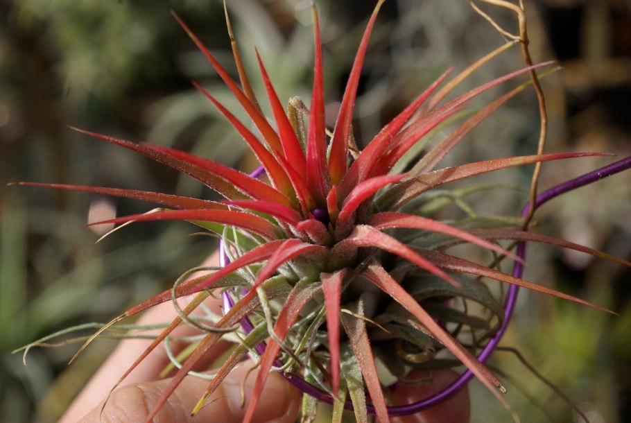 Цветок Тилландсия желтая