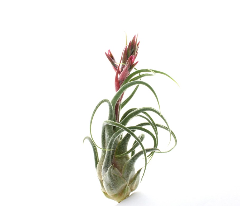 Тилландсия Andreana