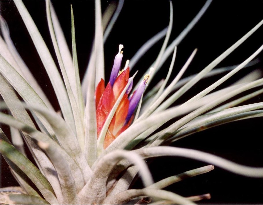 Тилландсия Стрикта БРИК