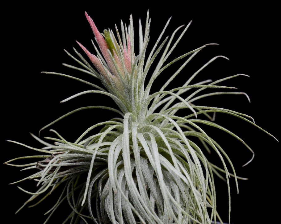 Тилландсия Бейли