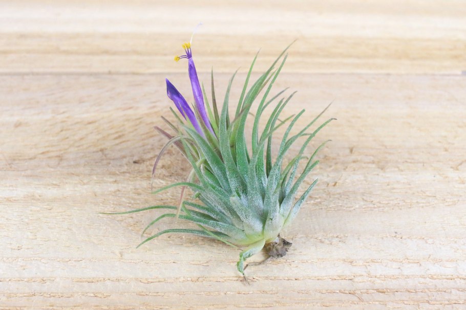 Тилландсия tenuifolia