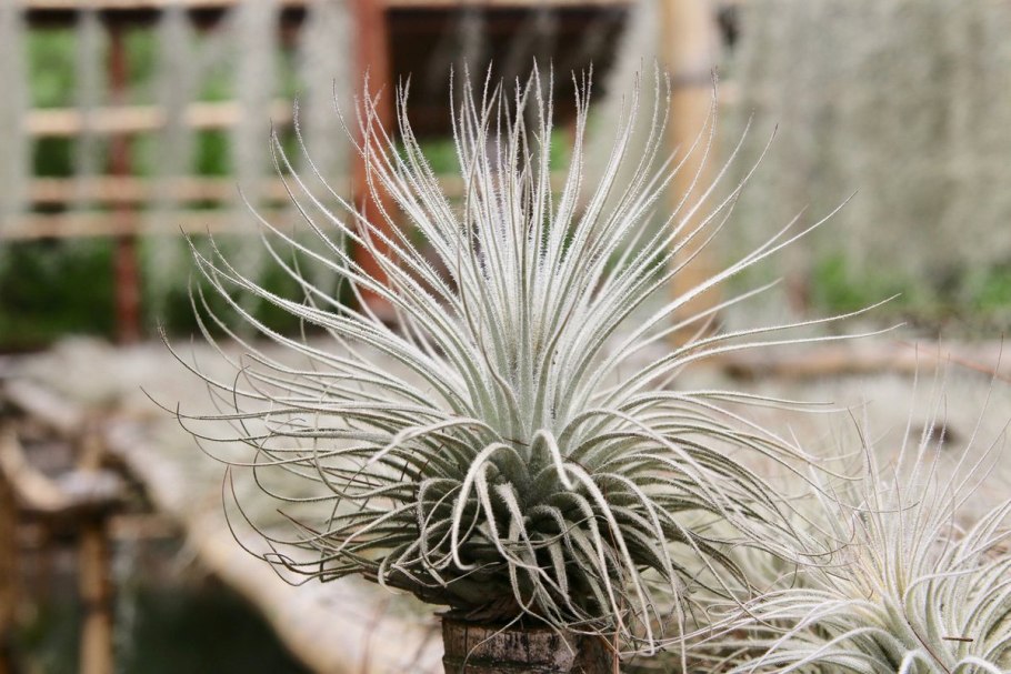 Тилландсия Сильвер Блом