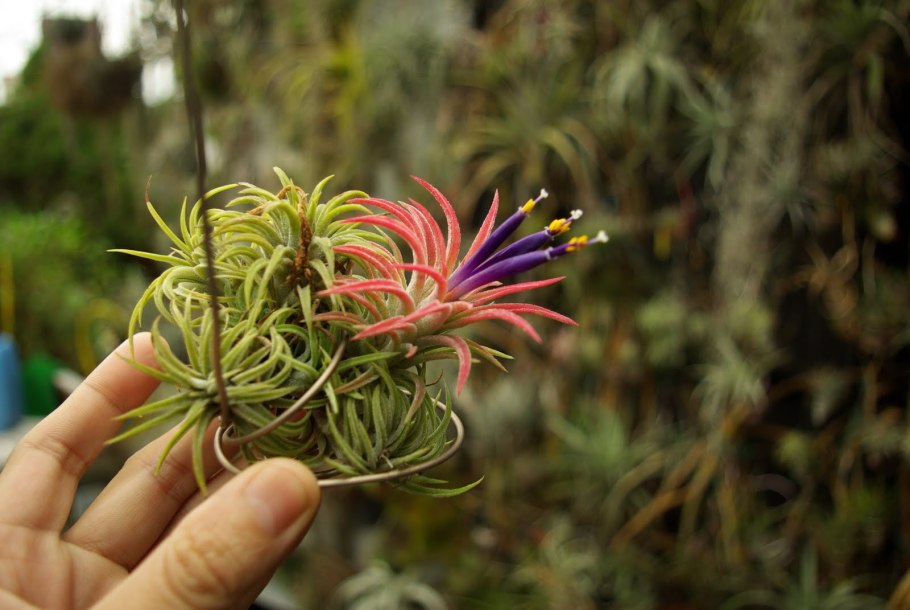 Тилландсия Деира