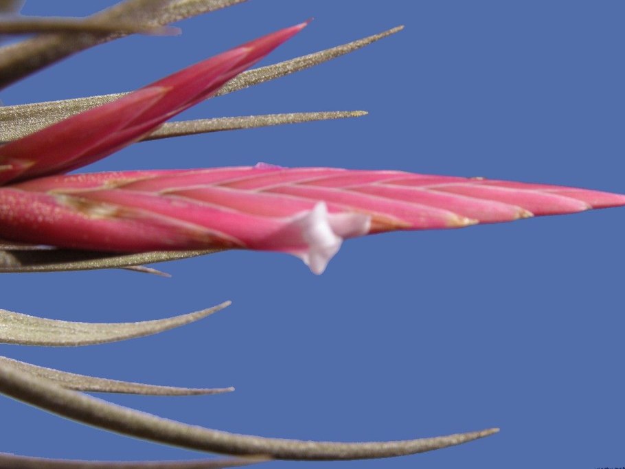 Тилландсия Бали