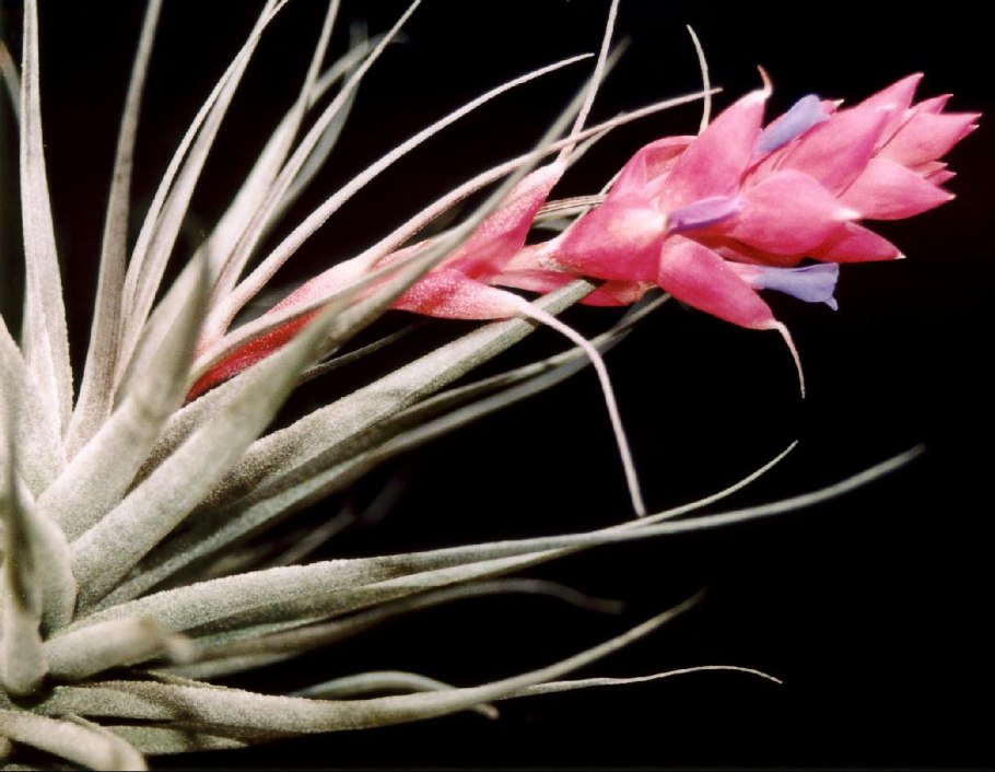 Тилландсия ionantha vanhyningii