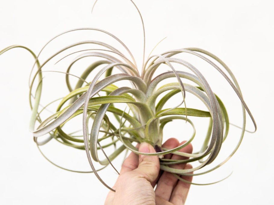 Орхидея Тилландсия