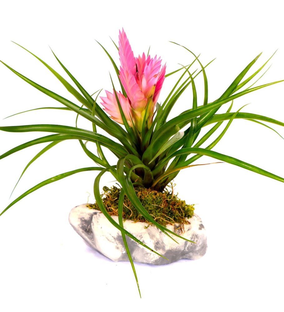 Тилландсия уснеевидная в стеклянной вазе