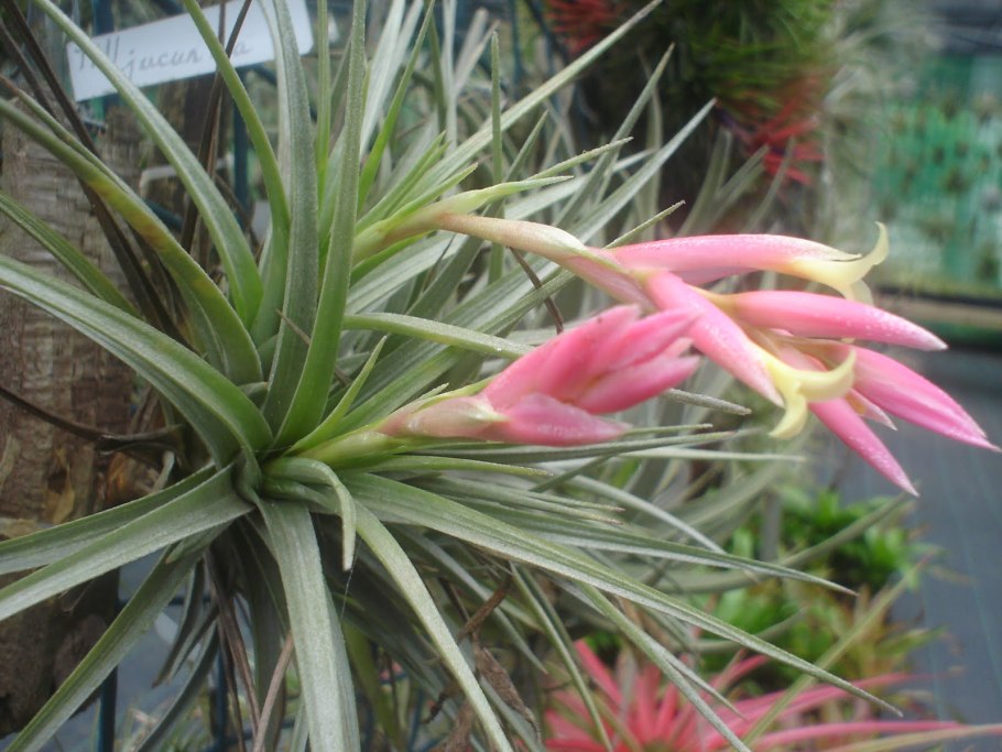 Тилландсия Джози