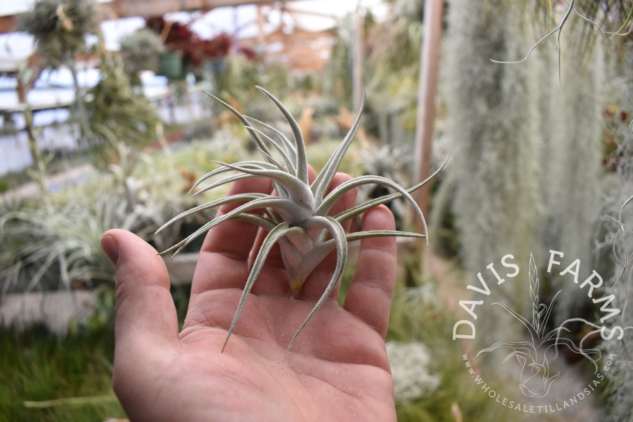 Тилландсия альбида