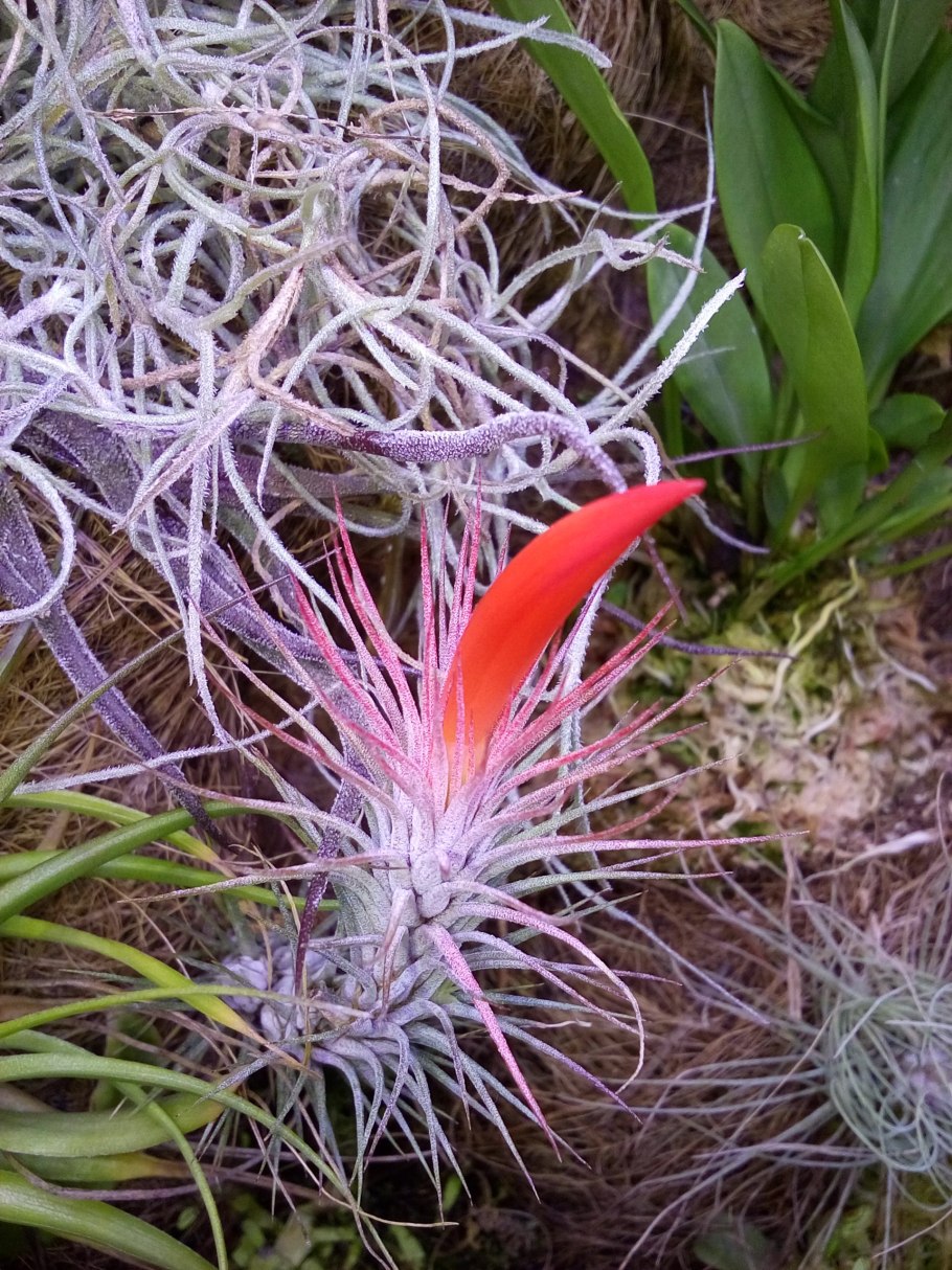 Тилландсия Фанкиана