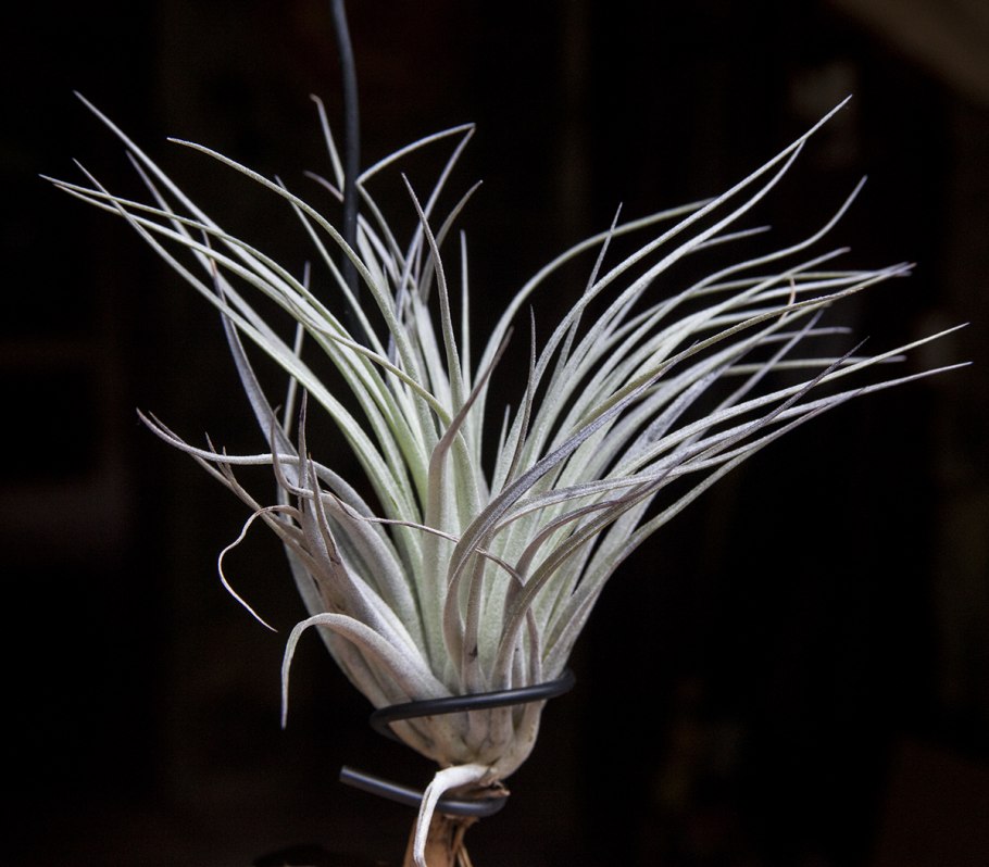 Тилландсия fresnilloensis