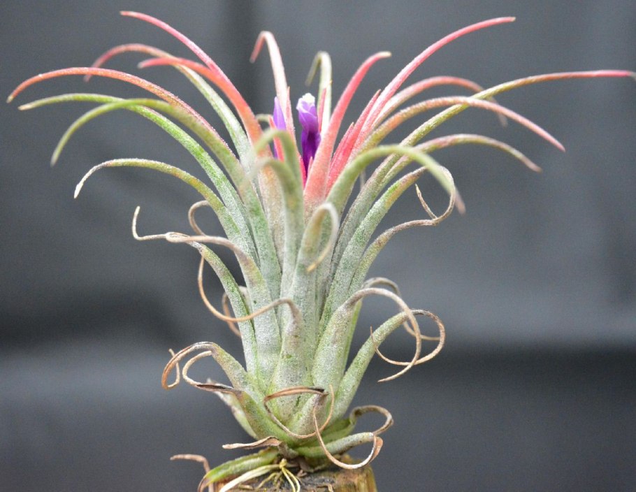 Тилландсия Харисси