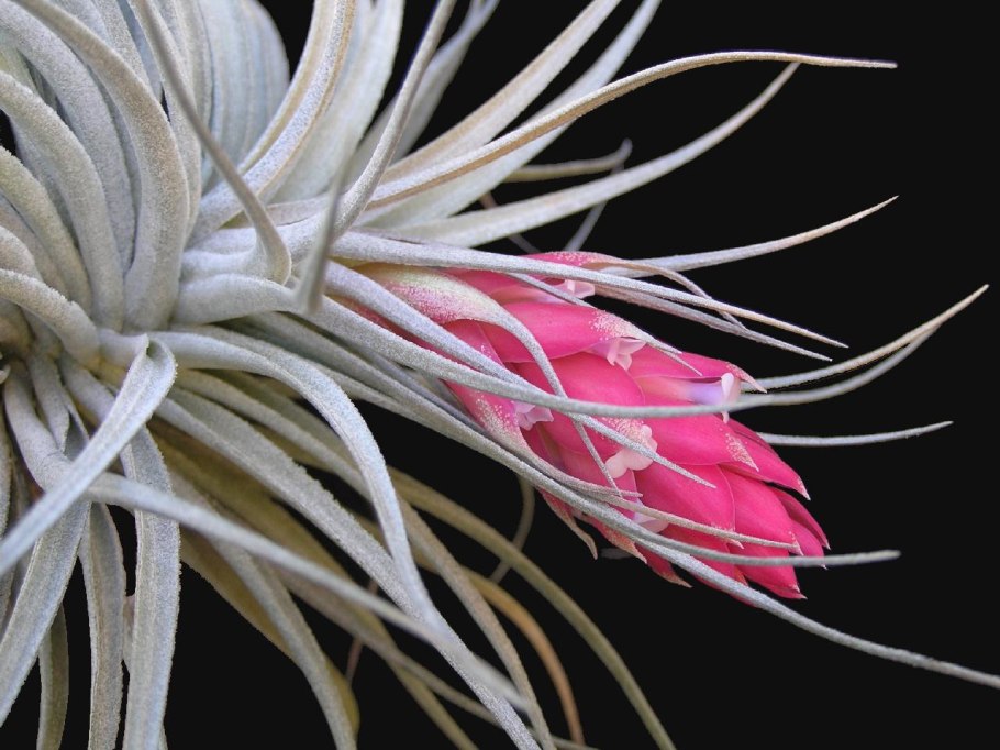 Тилландсия straminea