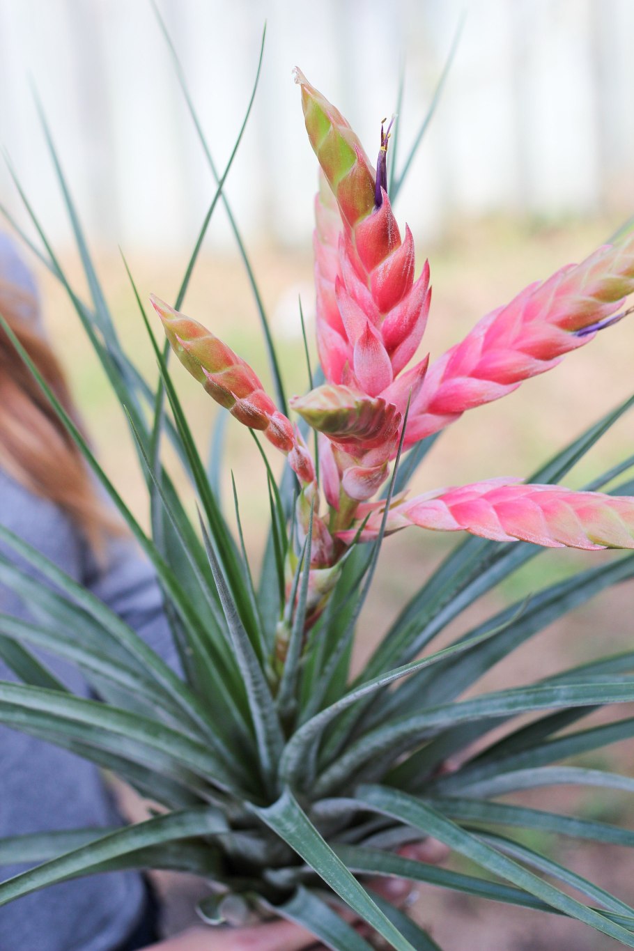 Tillandsia Houston Red Princess