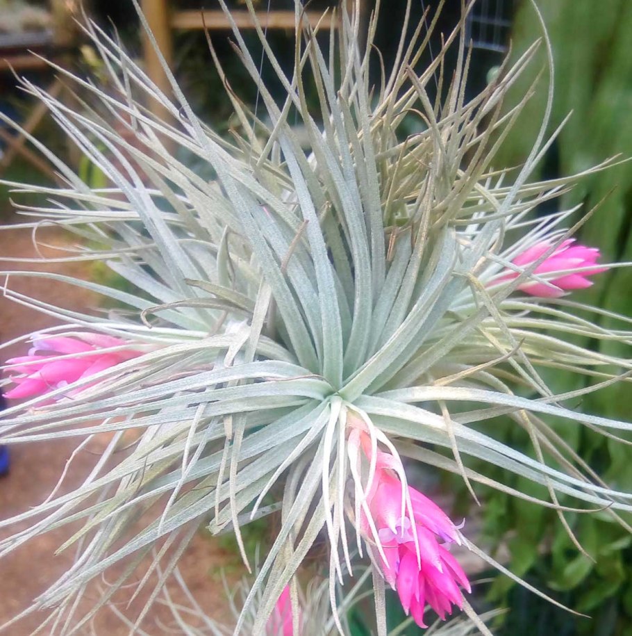Tillandsia tenuifolia цветет