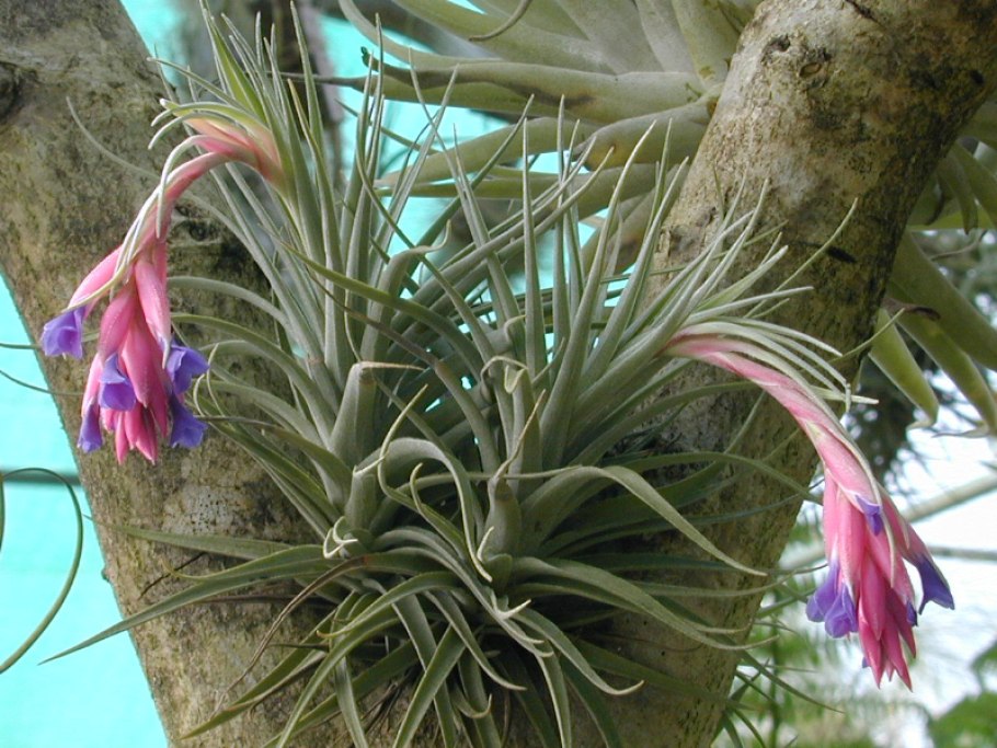 Тилландсия ionantha vanhyningii
