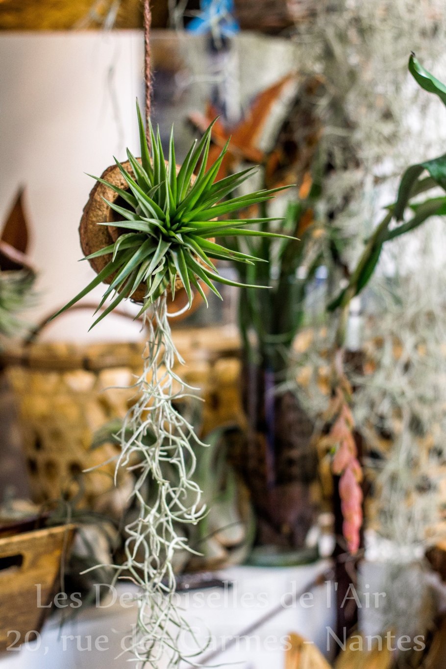 Lautner Тилландсия