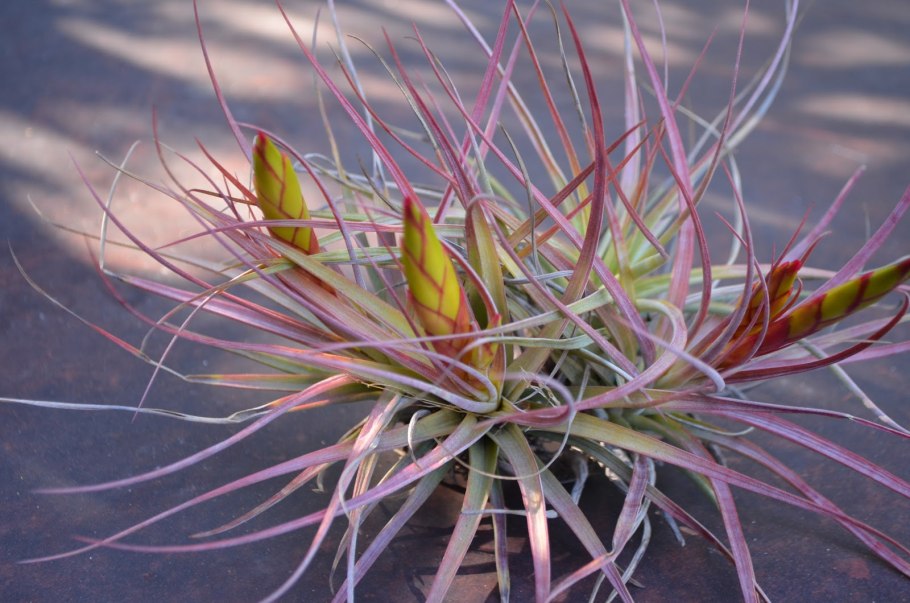 Тилландсия Стрикта (Tillandsia stricta)