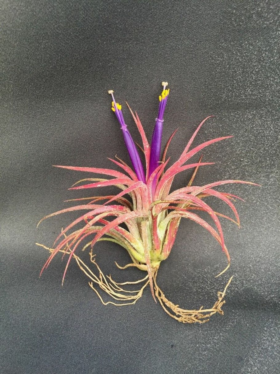 Тилландсия straminea