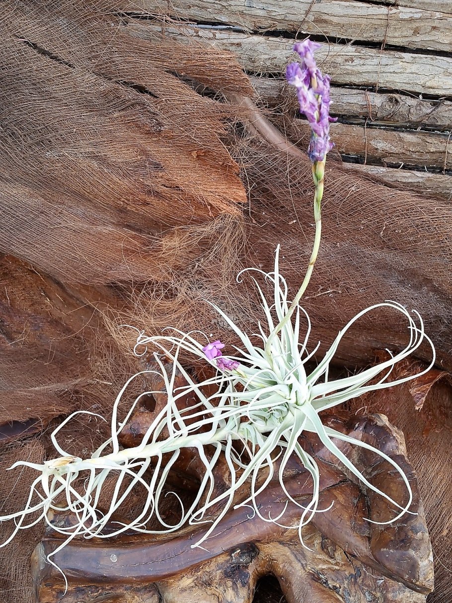 Тилландсия Рубра Пич