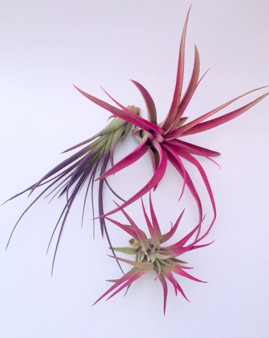 Бромелия тилландсия