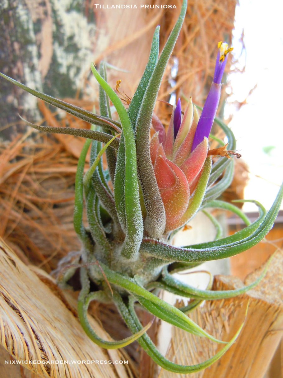 Тилландсия Дуера