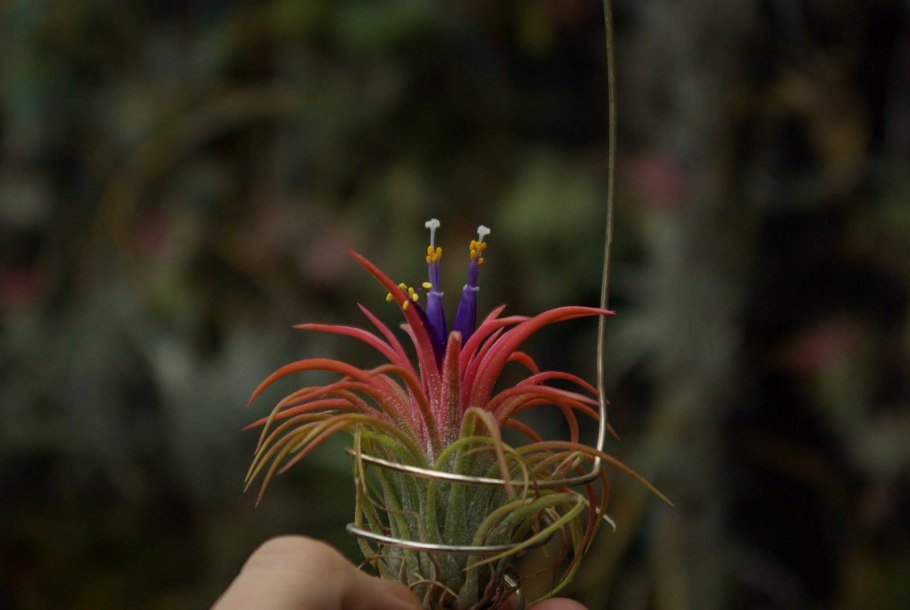 Тилландсия Стрикта