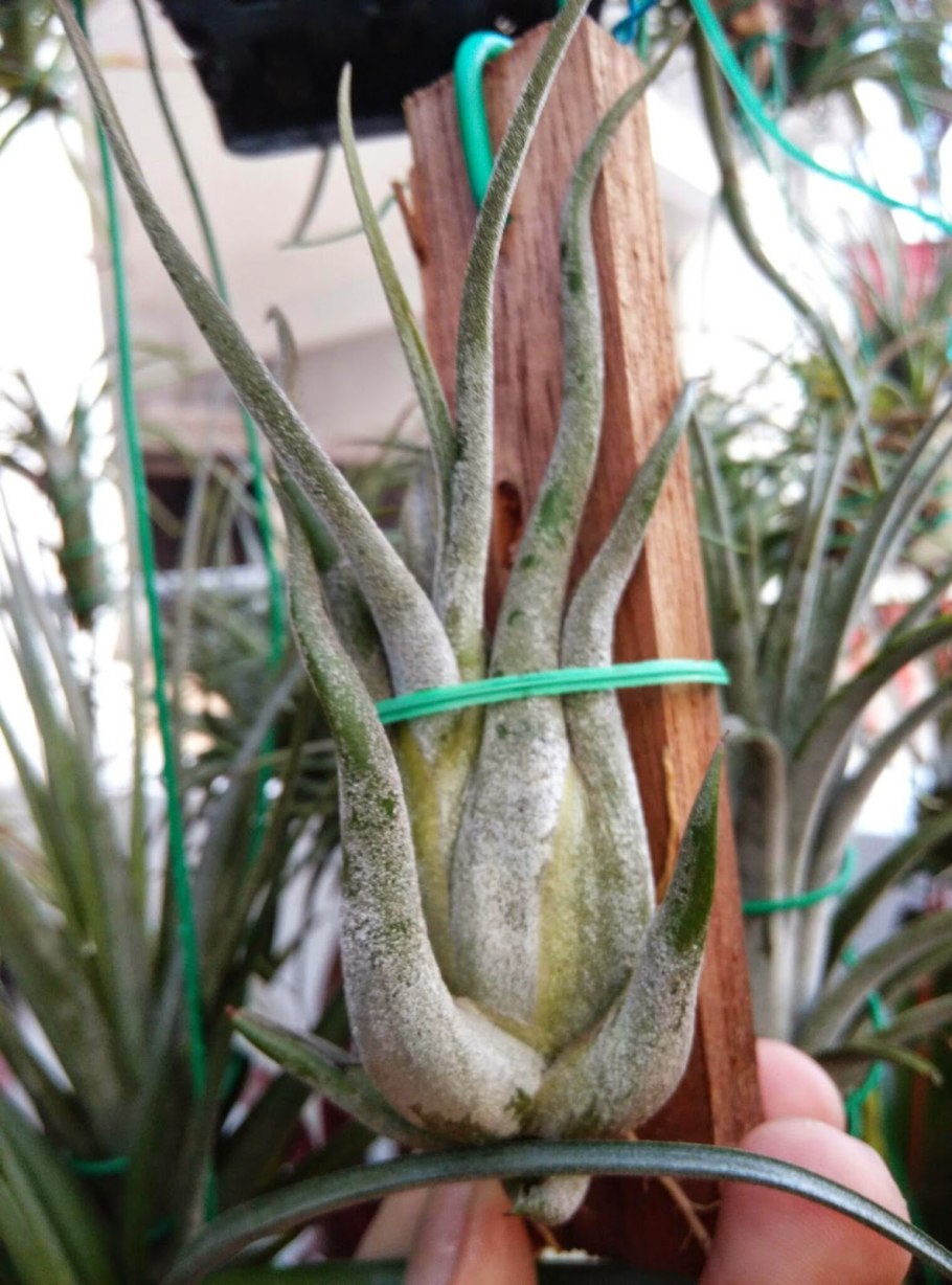 Tillandsia atroviridipetala