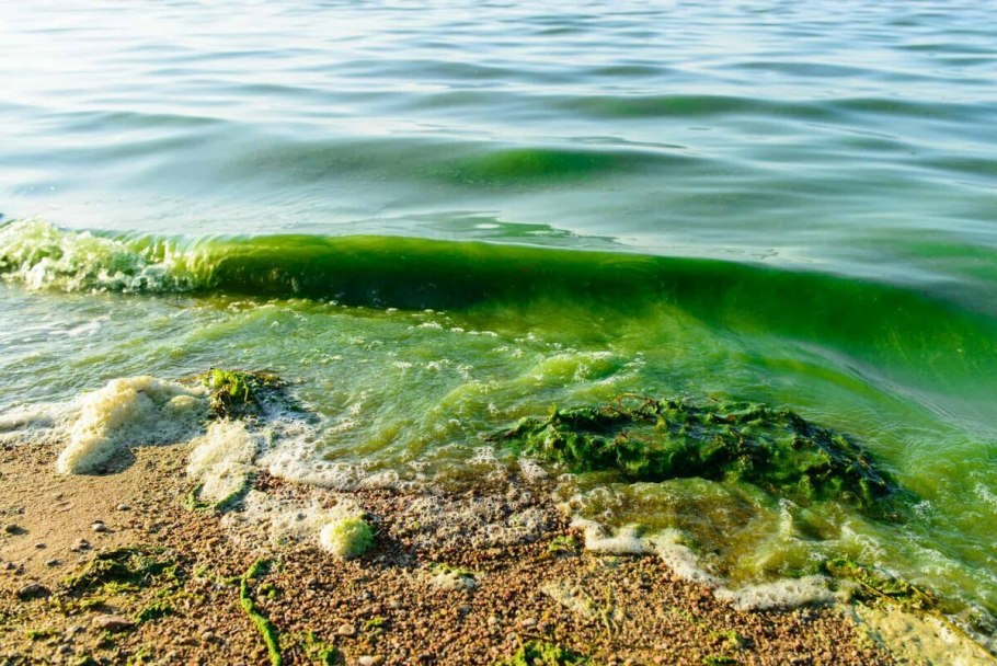 Эвтрофикация воды цветение черного моря