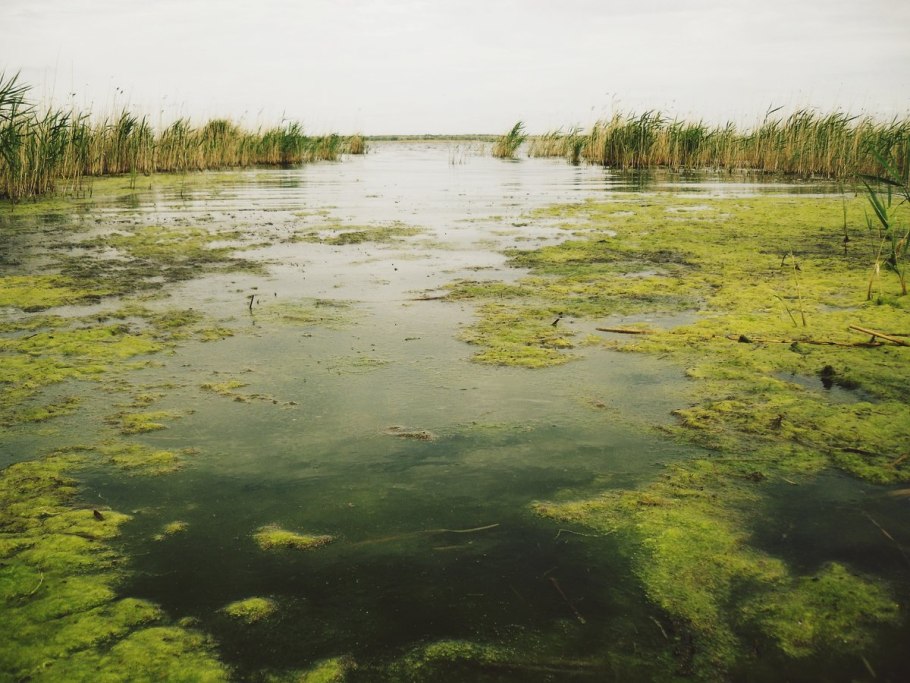 Зарастание водохранилища водорослями